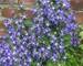 Campanula Blue-Waterfall