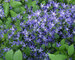 Campanula Blue-Waterfall