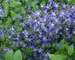 Campanula Blue-Waterfall
