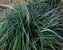 Carex Blue-Zinger