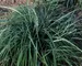 Carex Blue-Zinger