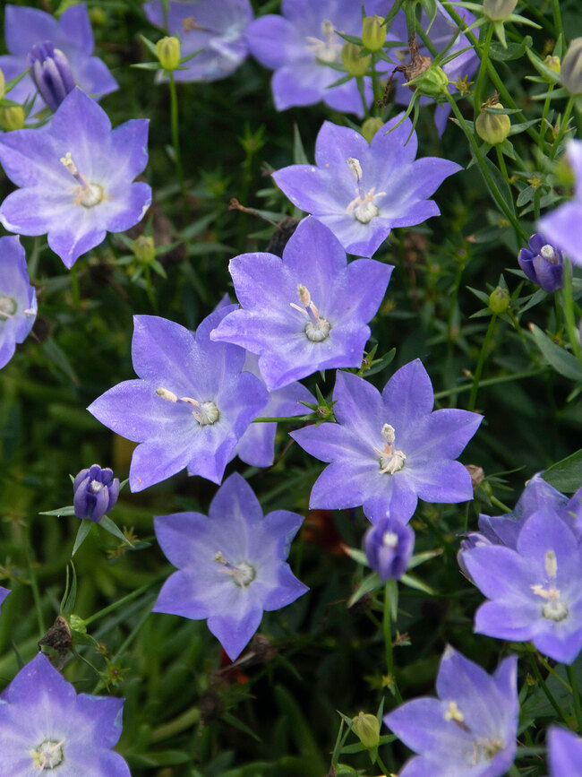 Campanula Cariboo Blue