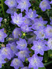 Campanula Cariboo Blue