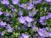 Campanula Cariboo Blue