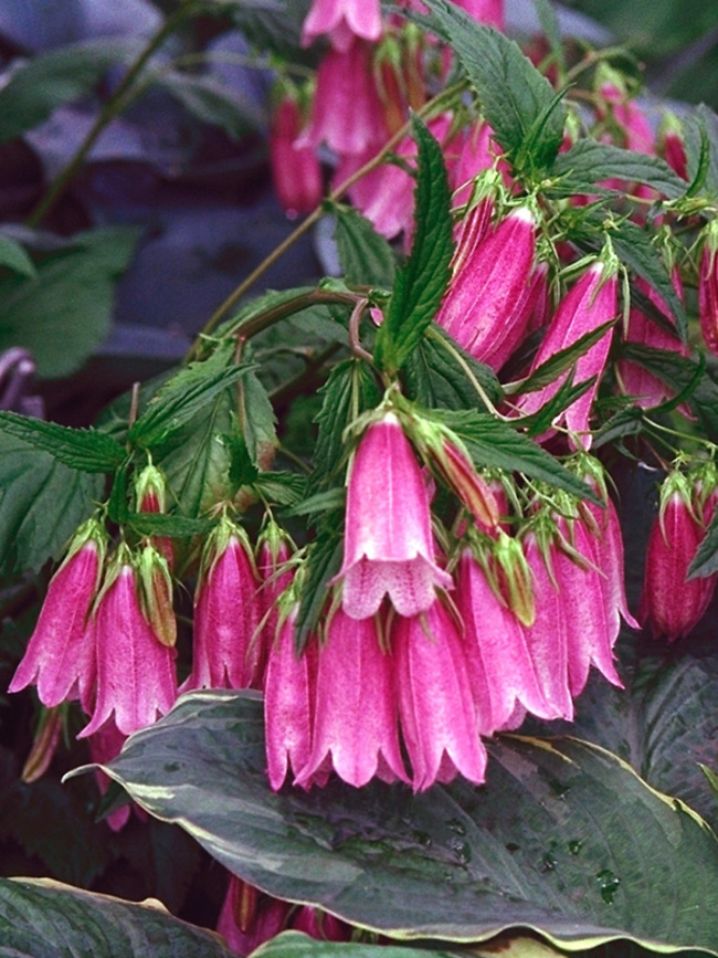 Campanula Cherry-Bells