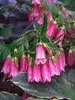 Campanula Cherry-Bells