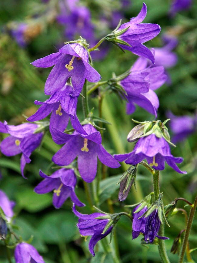 Campanula Collina