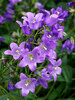 Campanula Collina