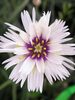 Catananche White