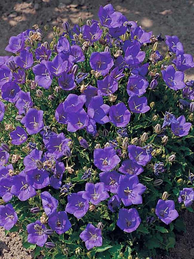 Campanula Deep Blue Clips