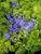 Campanula Dicksons-Gold
