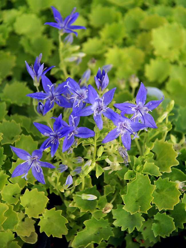 Campanula Dickson'S Gold Bluestone Perennials