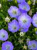 Campanula Delft Teacups