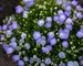 Campanula Delft Teacups