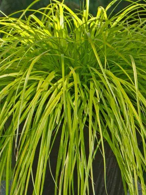 Link to Carex Everillo