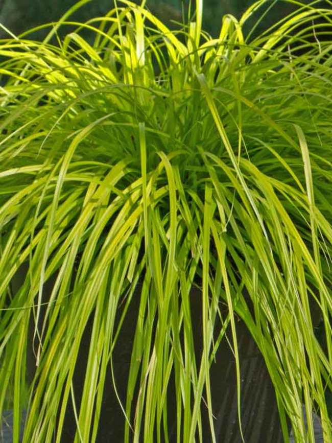 Carex Everillo