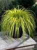 Carex Everillo