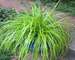 Carex Everillo