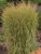 Calamagrostis Eldorado