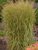 Calamagrostis Eldorado