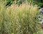 Calamagrostis Eldorado