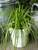 Carex Everlime