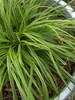 Carex Everlime