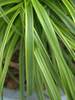 Carex Everlime