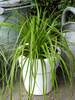 Carex Everlime