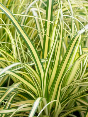 Link to Carex Everoro