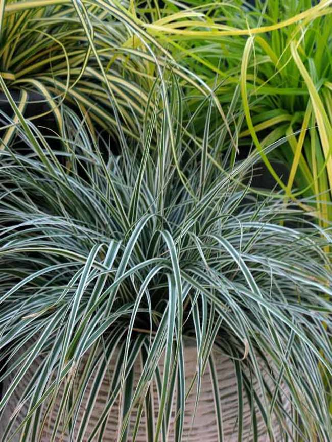 Carex Everest