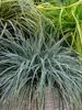 Carex Everest