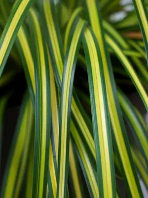 Link to Carex Eversheen