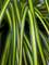 Carex Eversheen