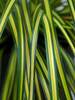 Carex Eversheen