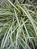 Carex Evergold