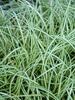 Carex Evergold