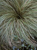 Carex Frosted-Curls