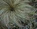 Carex Frosted-Curls