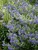 Caryopteris First-Choice