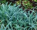 Carex flaccosperma
