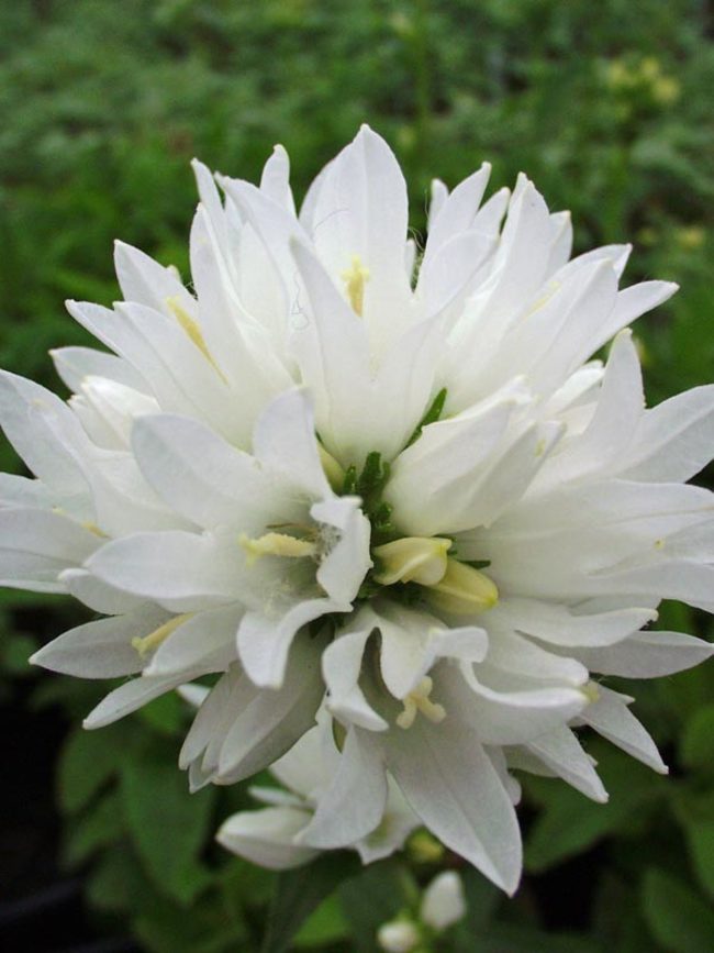 Campanula glomerata Alba