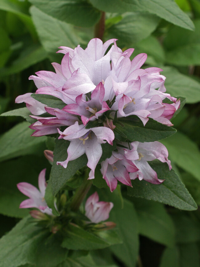 Campanula Glomerata Emerald