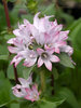 Campanula Glomerata Emerald