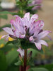 Campanula Glomerata Emerald