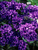 Campanula Superba