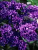 Campanula Superba