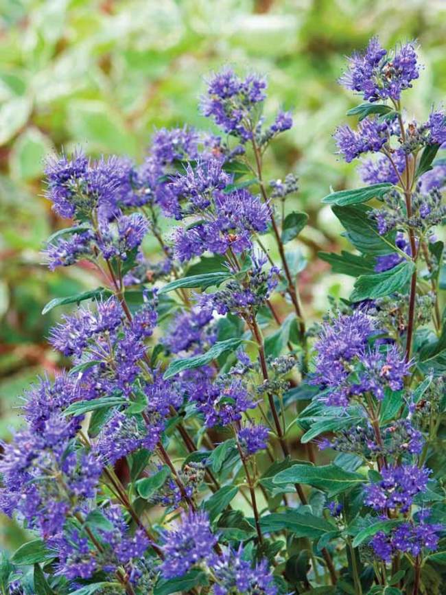 Caryopteris Grand Bleu