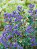 Caryopteris Grand Bleu