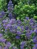 Caryopteris Grand Bleu